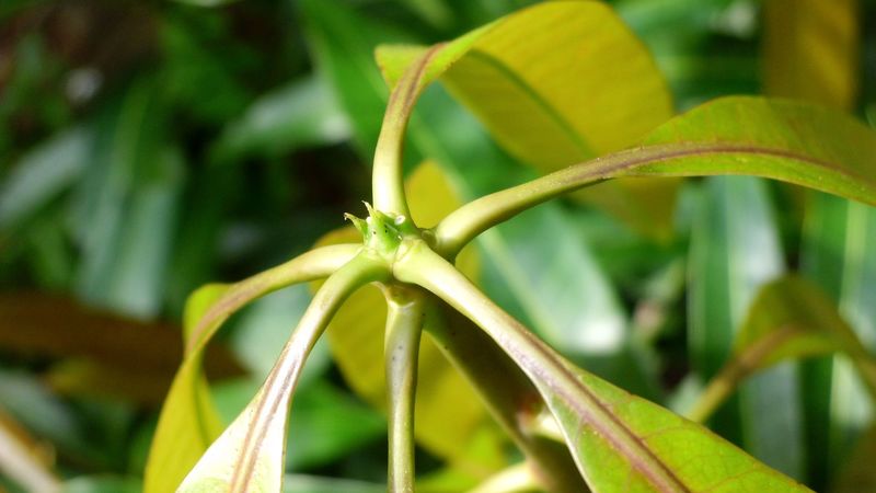 leaf, red, green grey, 4k
