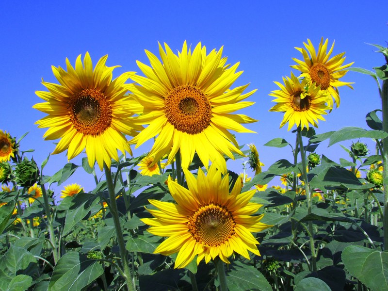 sunflowers sunflower yellow petal petals flower 4k