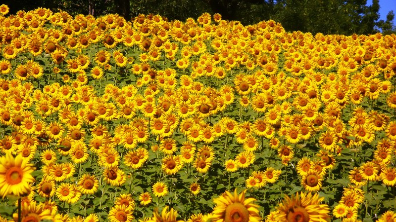 sunflowers abruzzo flowers summer sunflower yellow 4k