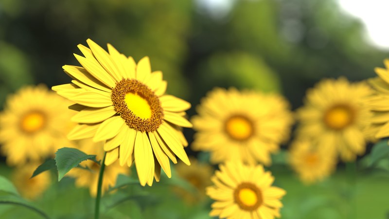 sunflower flower nature yellow sunflower field 4k