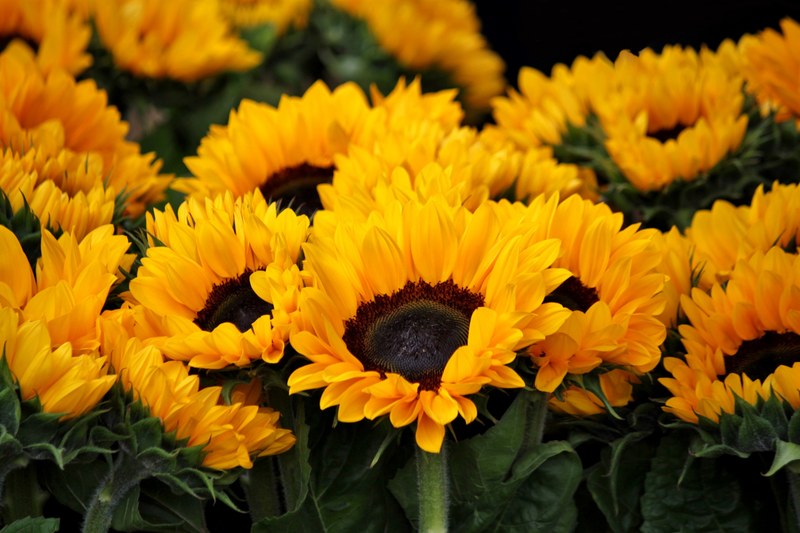 sunflower blossom bloom flowers flora bright 4k