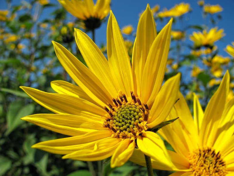 sunflower flower yellow blossom summer nature 4k