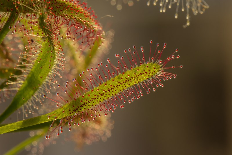 sundew drosera fishing journal tentacle carnivore 4k