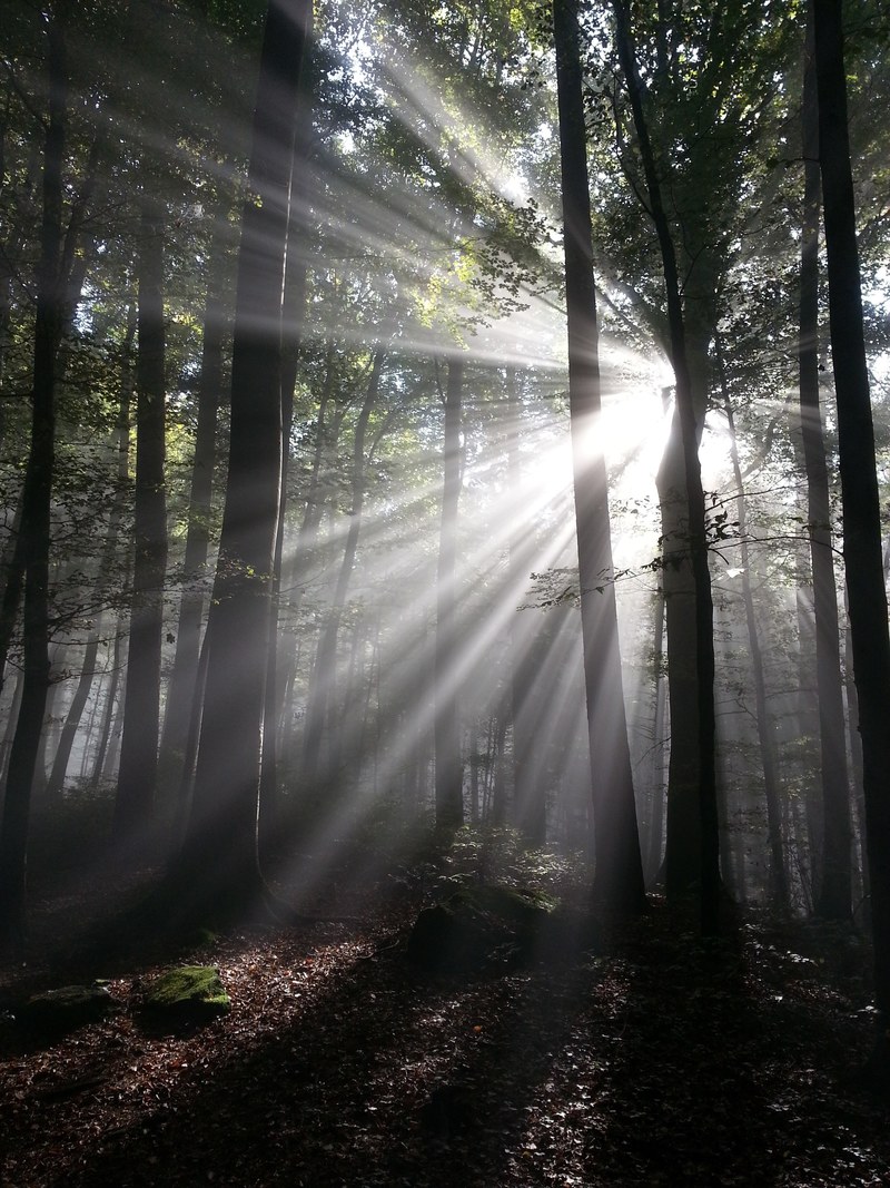 sunbeam rays sun forest tyndall effect 4k