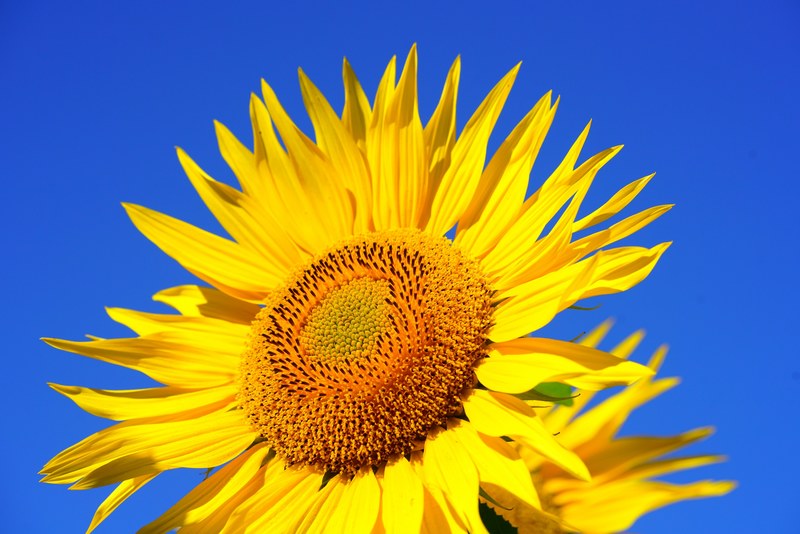 sun flower blossom bloom pollen collect 4k
