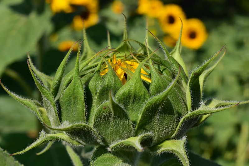sun flower bud sunflower bud summer plant nature 4k