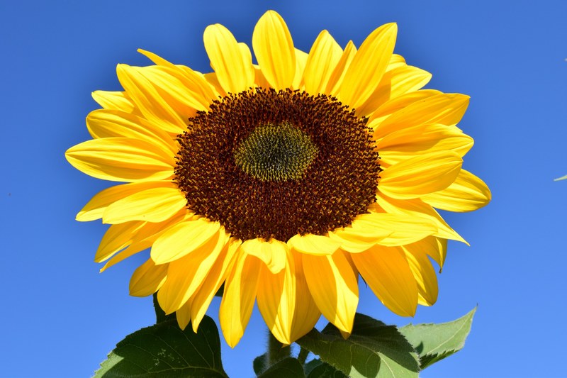 sun flower yellow summer blossom bloom flower 4k