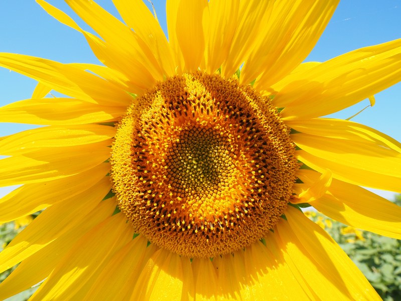 sun flower inflorescence flower basket tongue flower 4k