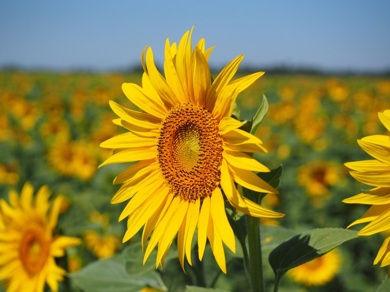 sun flower inflorescence flower basket flower 4k