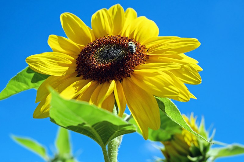 sun flower flower flowers yellow bee sky 4k