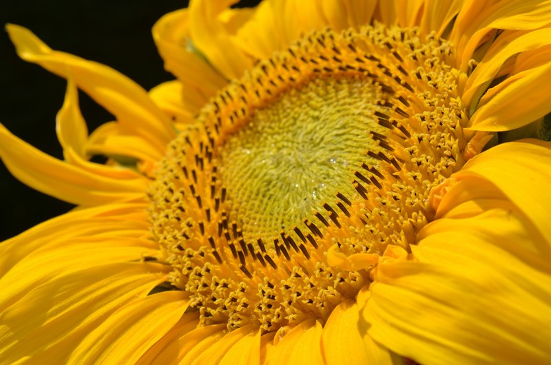 sun flower blossom bloom yellow plant bloom 4k