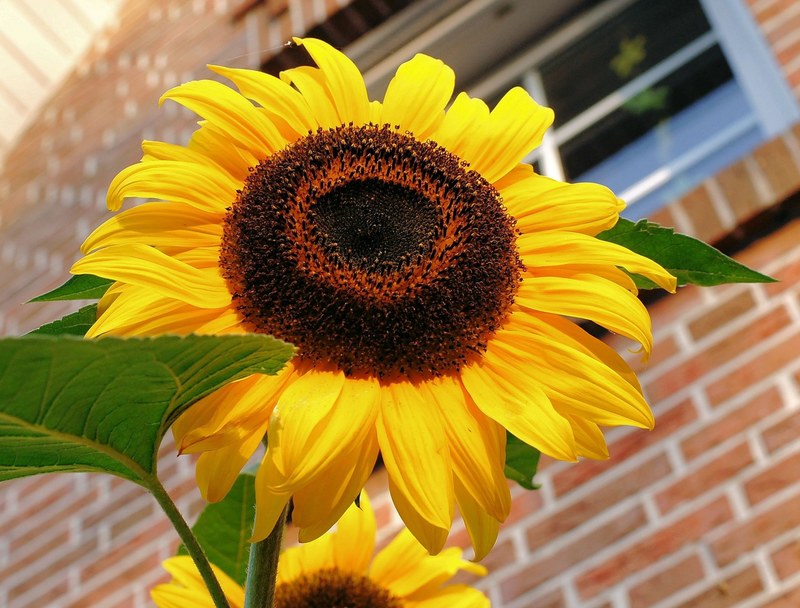 sun flower blossom bloom summer yellow petals 4k