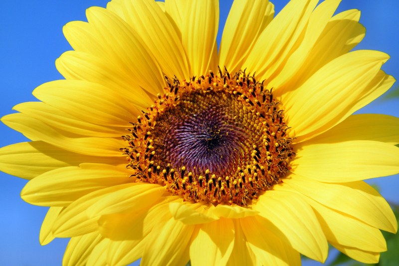 sun flower sunflower flowers summer yellow 4k