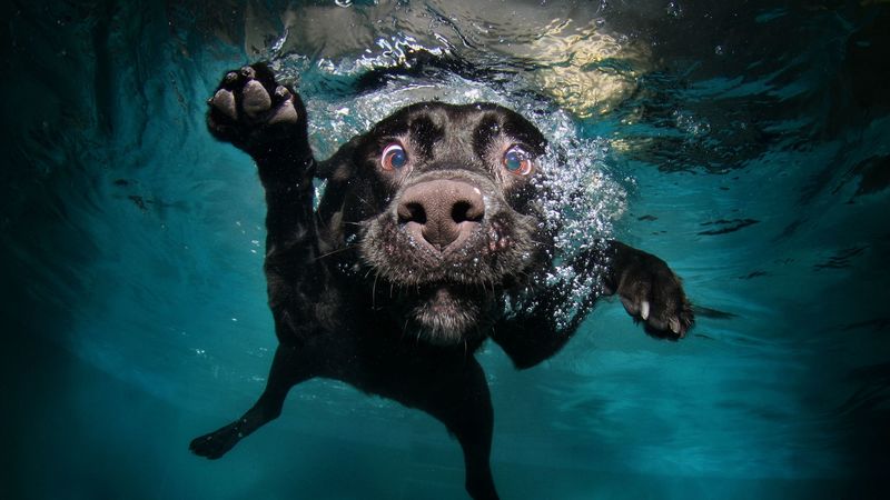 dog, black, underwater, swimming, water, 4k