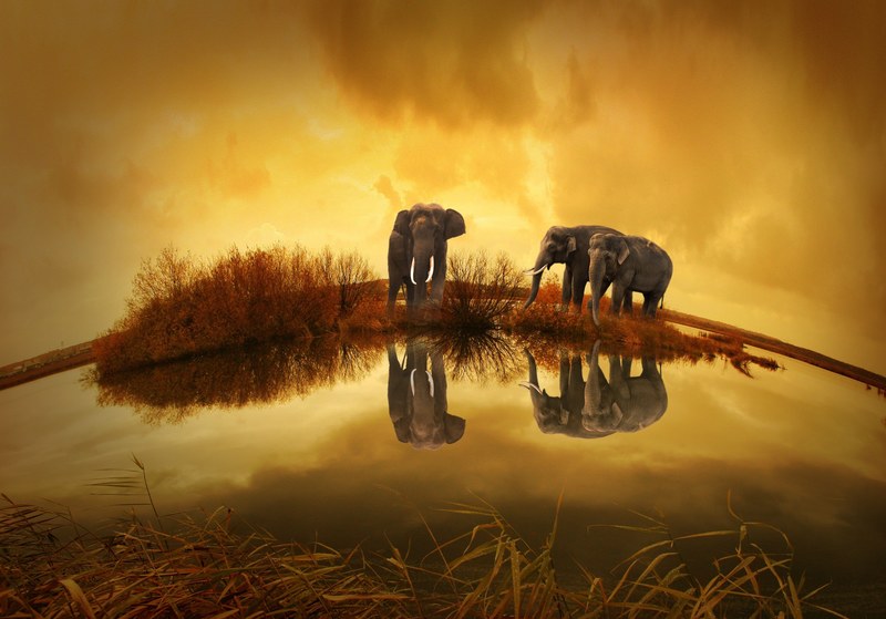thailand elephant sunset nature animals 4k