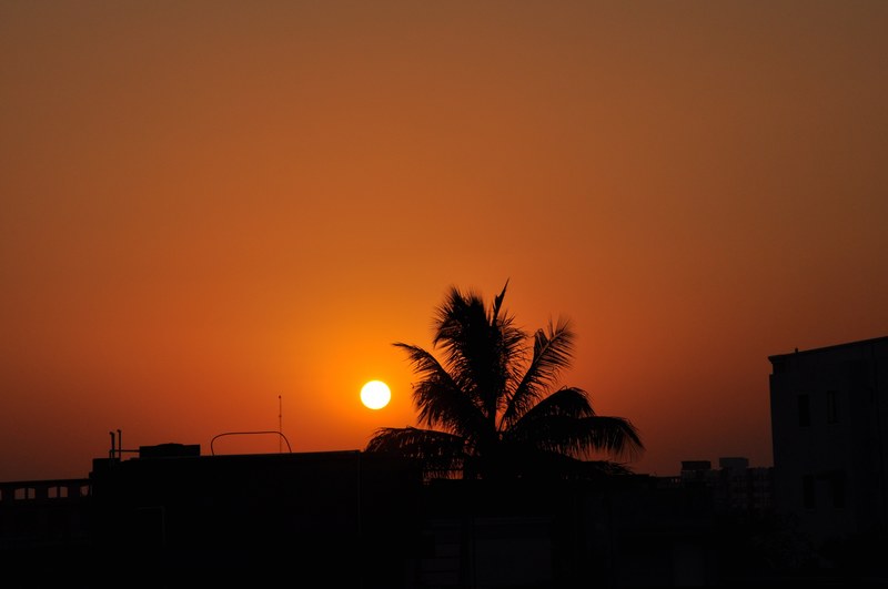 sun sunset coconut palm tree silhouette sky glow 4k