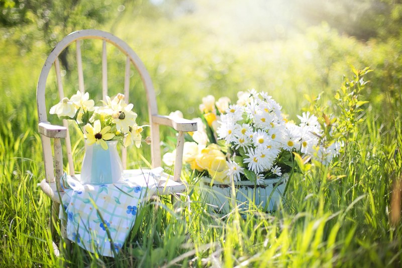 summer still life daisies yellow garden flowers 4k