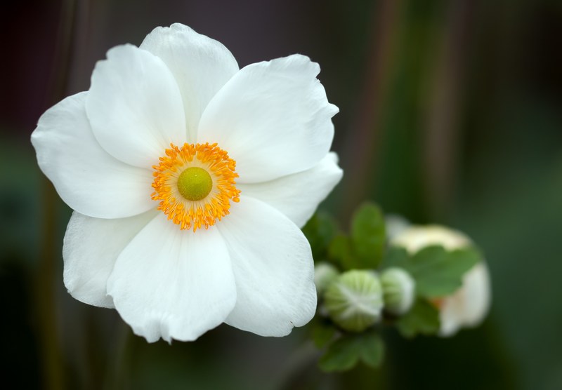 summer anemone anemone sylvestris blossom bloom 4k