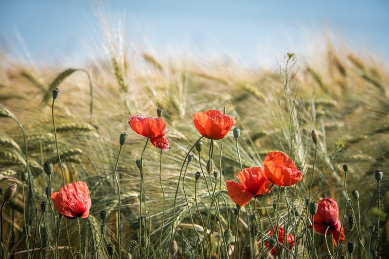 summer field nature cereals landscape fields 4k