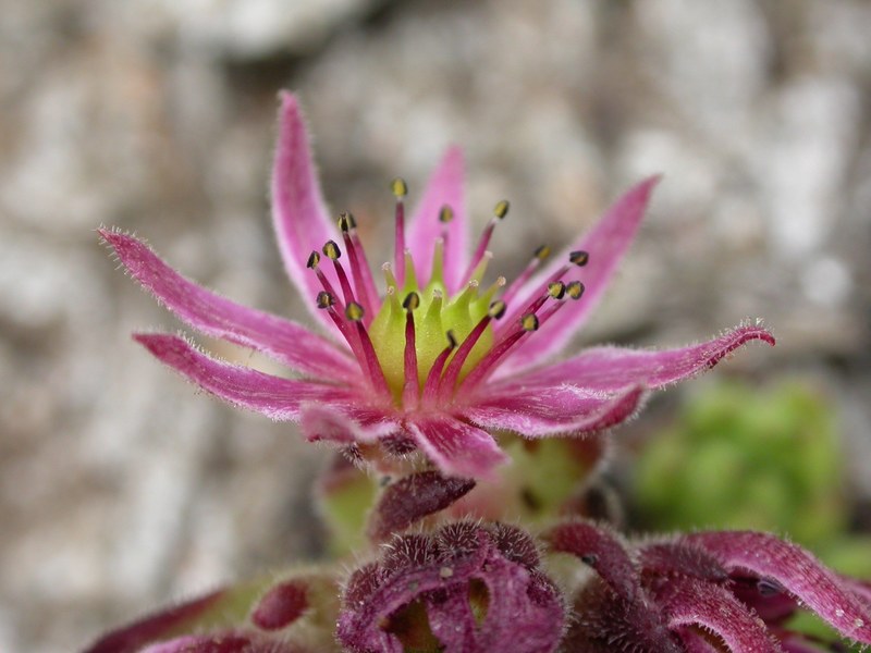 sukullente alpine flower alpine flora plant blossom 4k