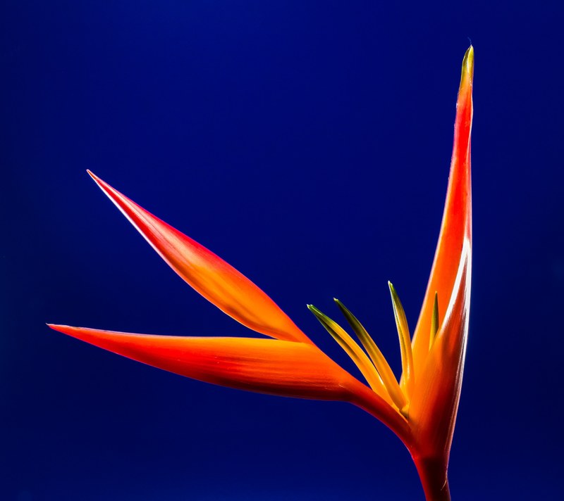 strelitzia blossom bloom flower red orange yellow 4k