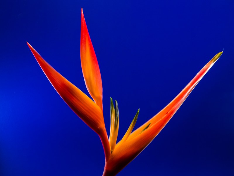 strelitzia blossom bloom flower red orange yellow 4k