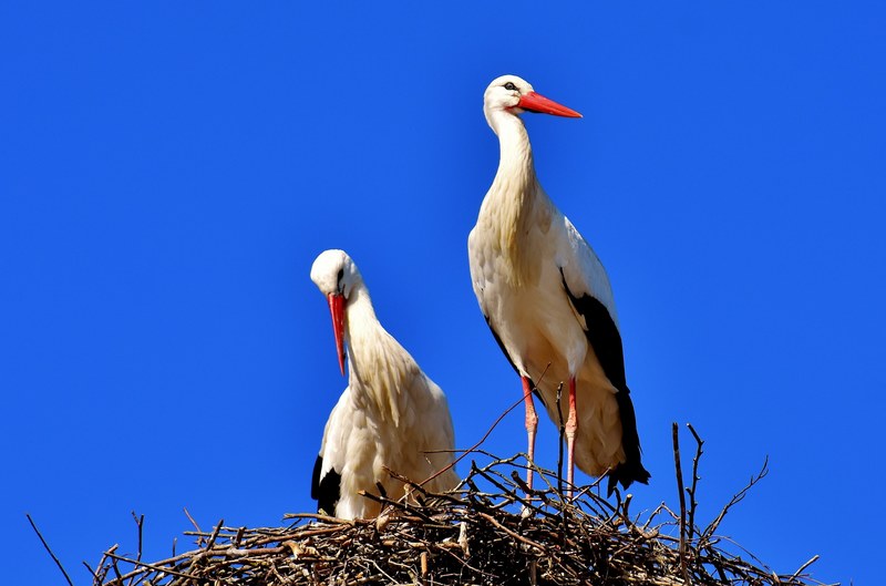 storks pair birds stork fly rattle stork bill 4k
