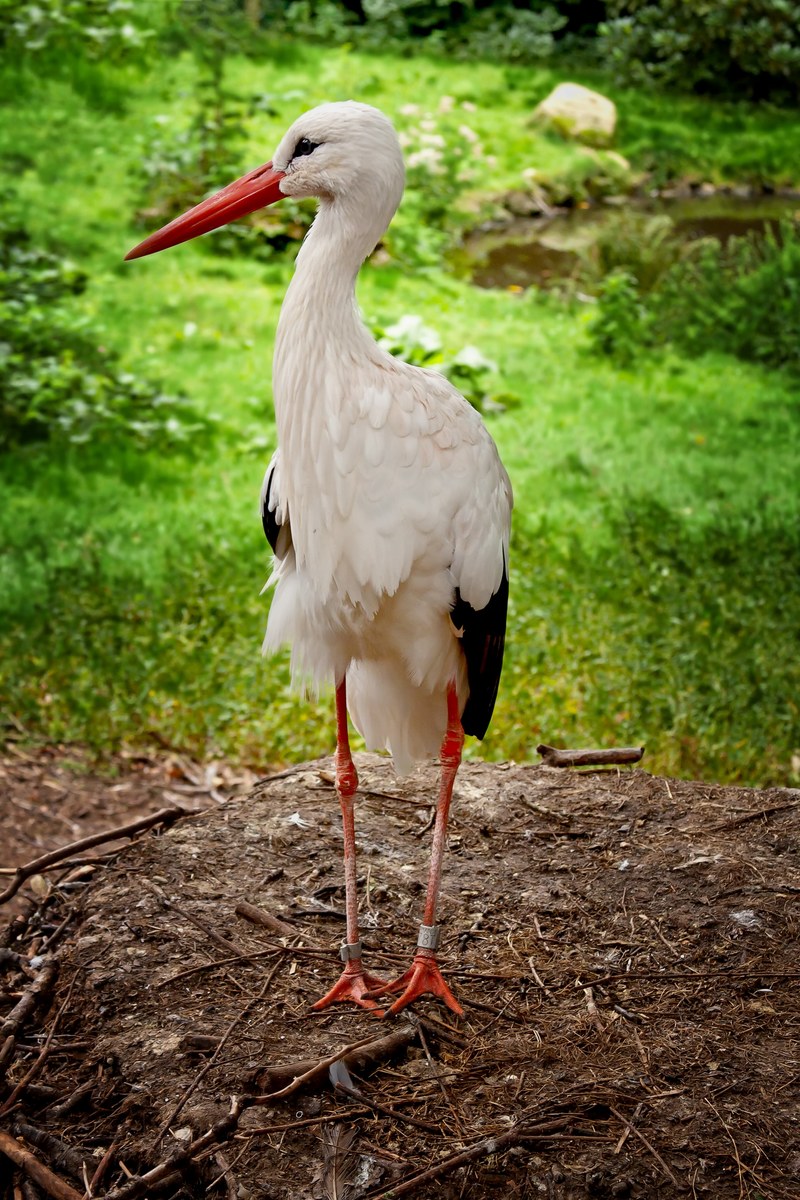 stork feather bird birth rattle stork large white 4k