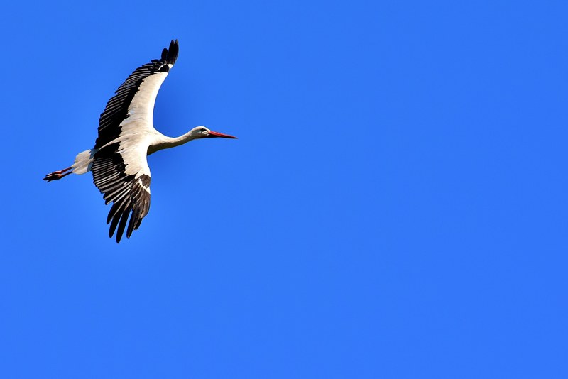 stork fly wing birds plumage nature animals 4k