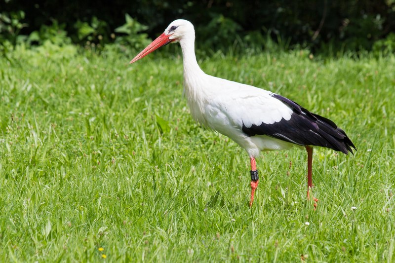stork white stork ciconia ciconia ciconiidae bill 4k