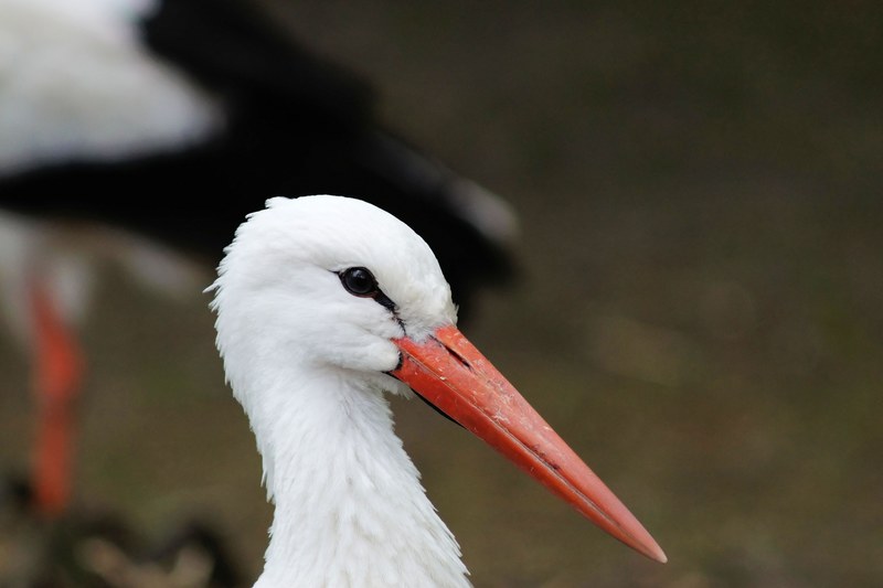 stork bird animal portrait large beak white stork 4k