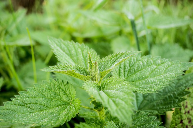 stinging nettle green pus nettle nature nettle 4k