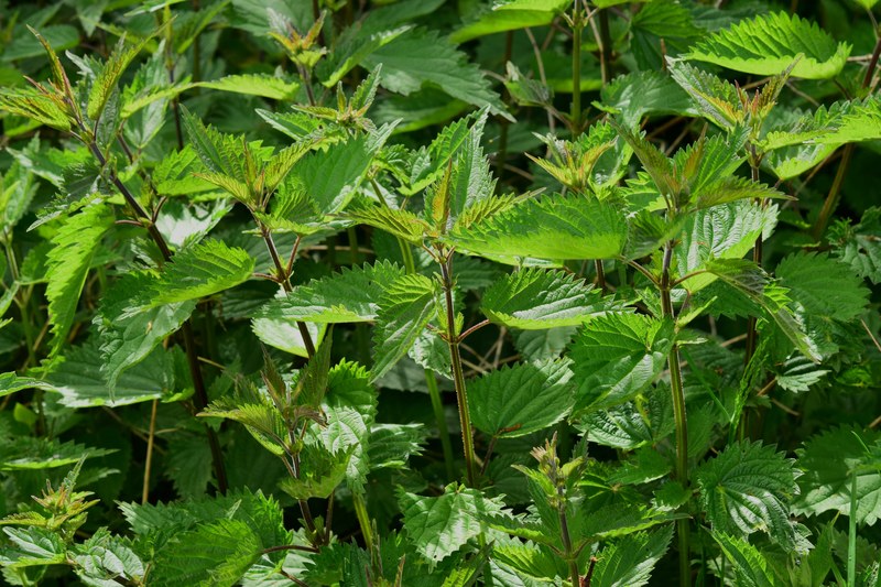 stinging nettle urtica urticaceae plant burn 4k