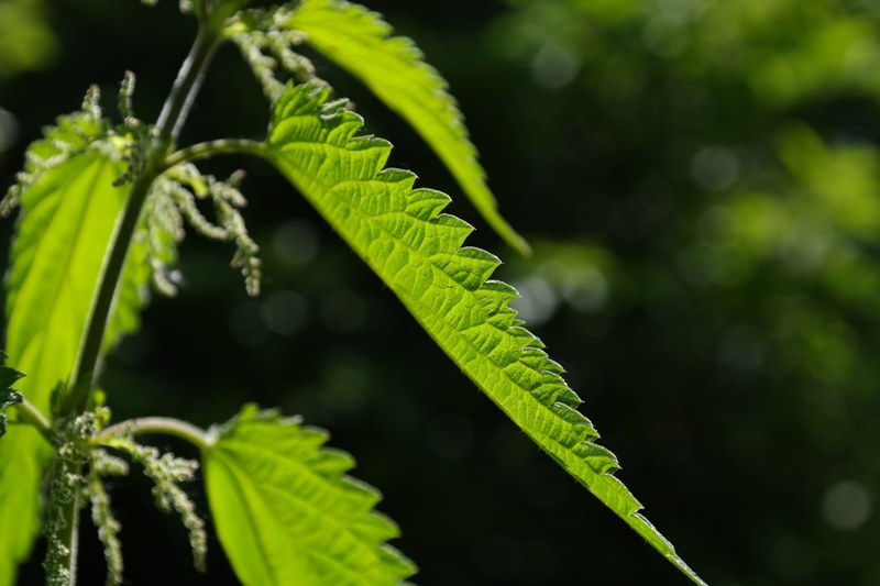 stinging nettle leaves burning hair pink plant 4k