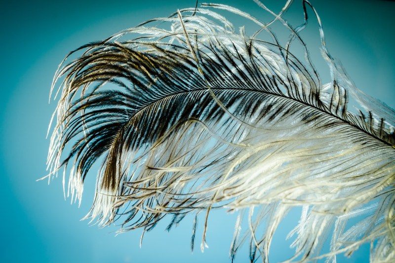 strauss spring feather ease strauss close 4k