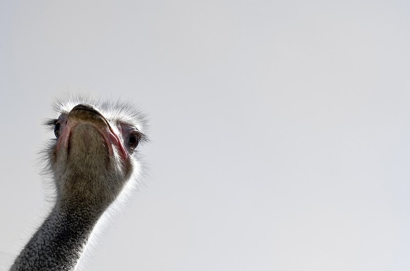 strauss bird flightless bird big bird portrait 4k