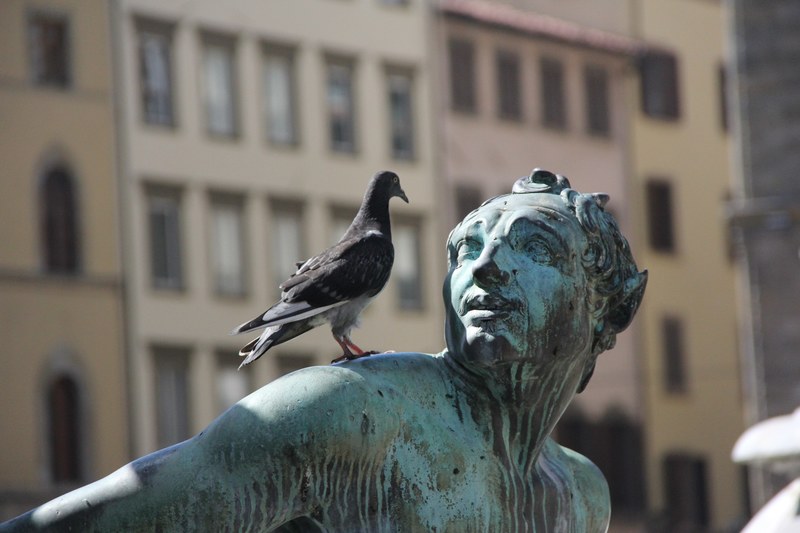 statue bronze pigeon 4k