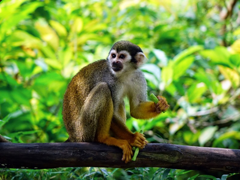 squirrel monkey monkey climb feeding zoo nature 4k