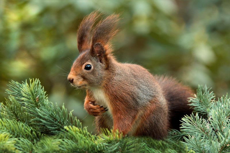squirrel attention ears cute garden 4k