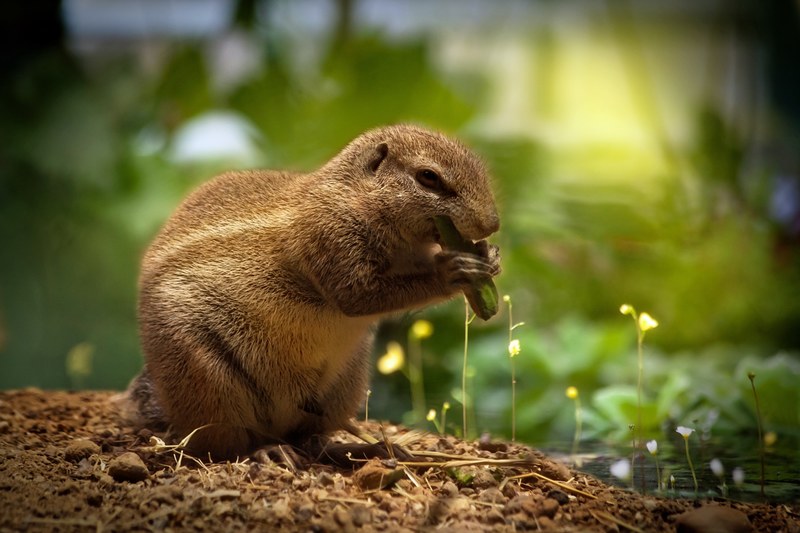 squirrel eating squirrel sweet cute animal 4k