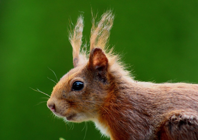 squirrel nager brown nature fur ears rodent cute 4k