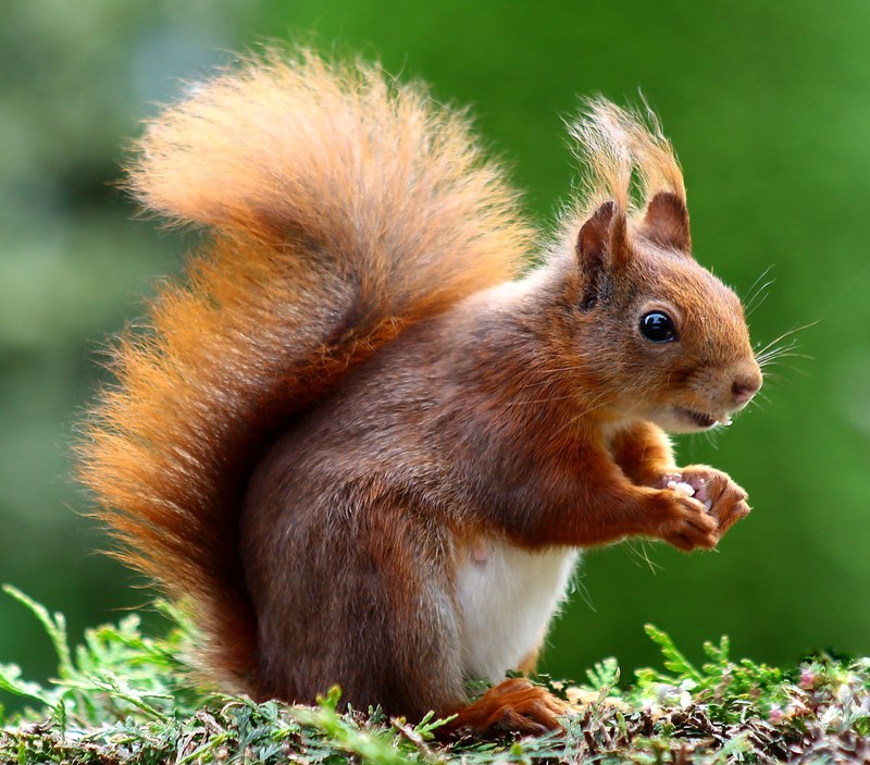 squirrel animal cute rodents creature animal world 4k