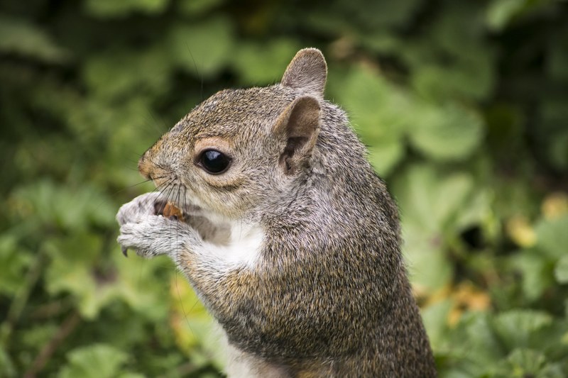 squirrel rodent animal nature wildlife mammal 4k