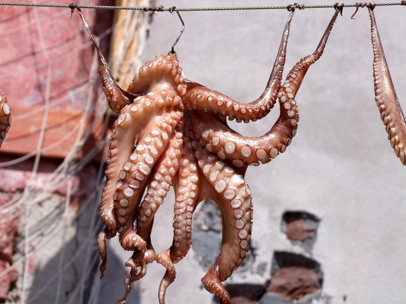 squid octopus fish meeresbewohner dry delicious 4k