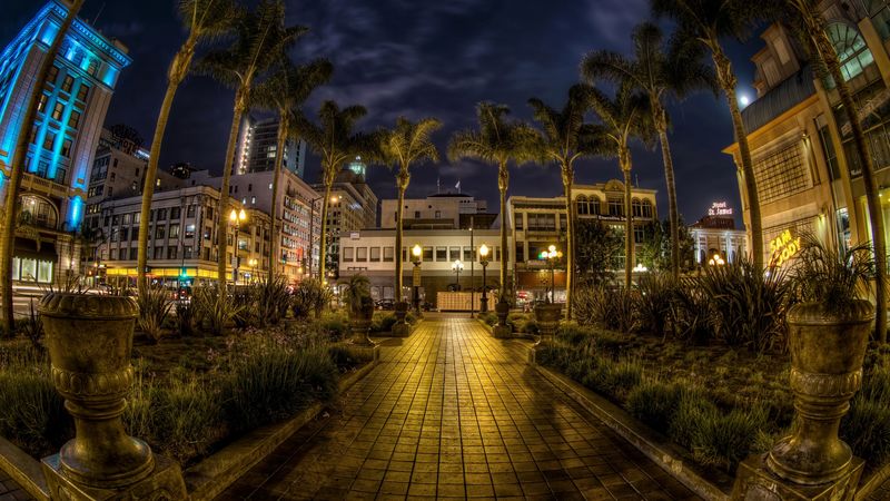 usa, san diego, california, trees, palms, night, pavement, hdr, 4k