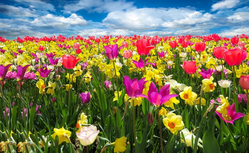 spring awakening spring frühlingsanfang flowers 4k