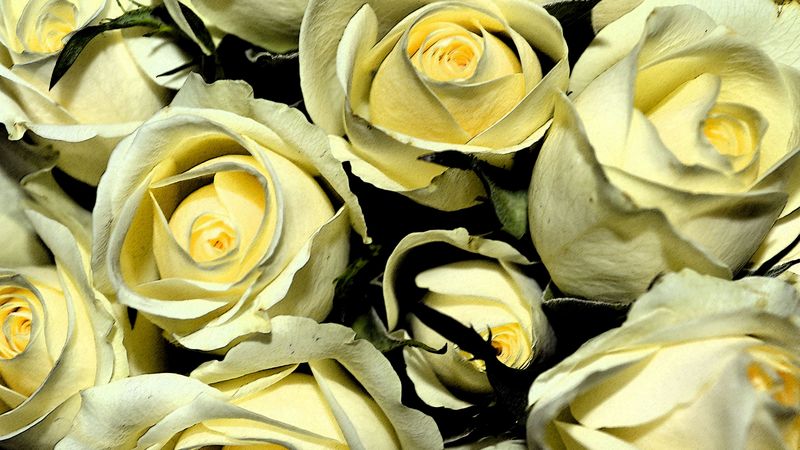 yellow roses, buds, flowers, bouquet, 4k