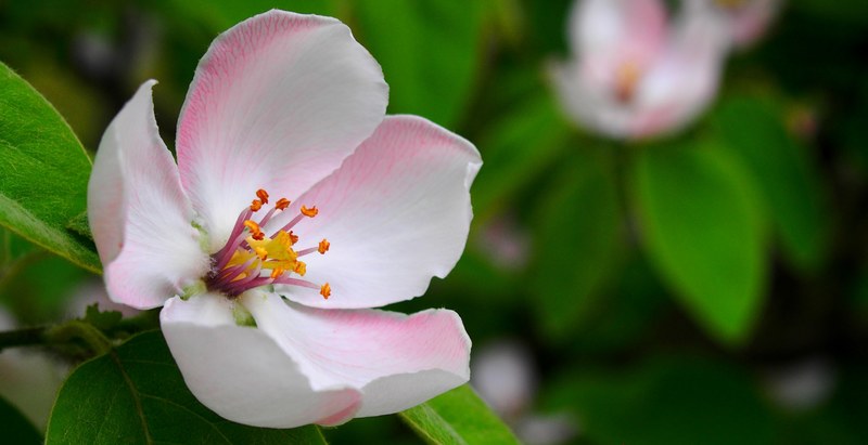 spring pistil wood flower apple flower apple tree 4k