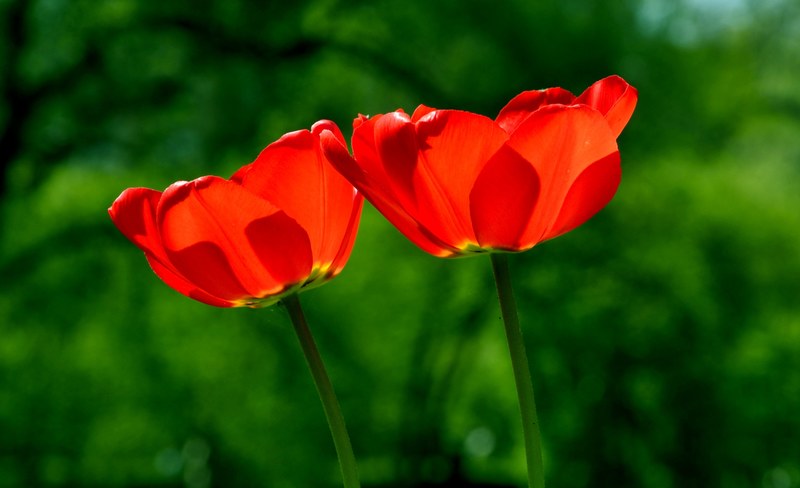 spring tulip flower nature beauty 4k