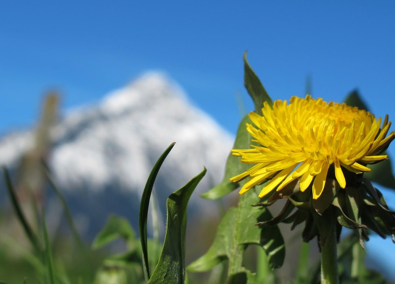 spring spring flower dandelion yellow bloom 4k